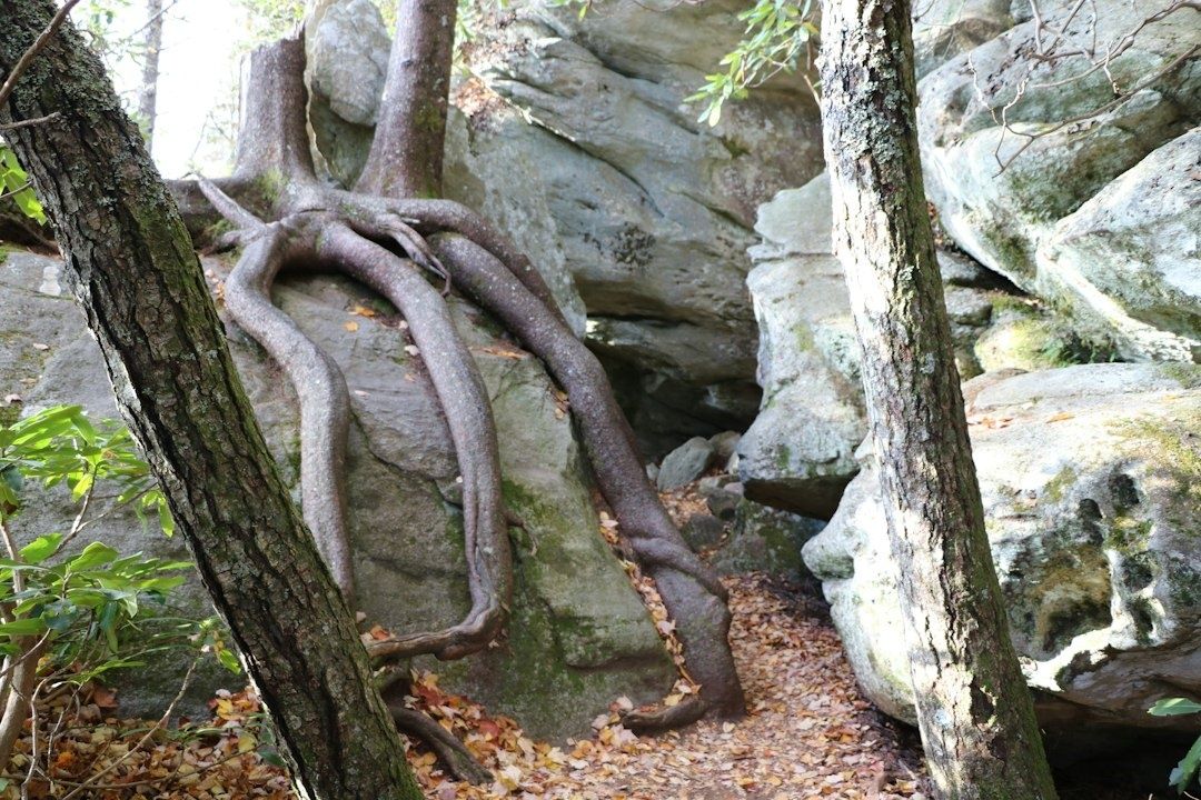 Skogsstig med stenblock och kraftiga rötter som bildar tekniska hinder